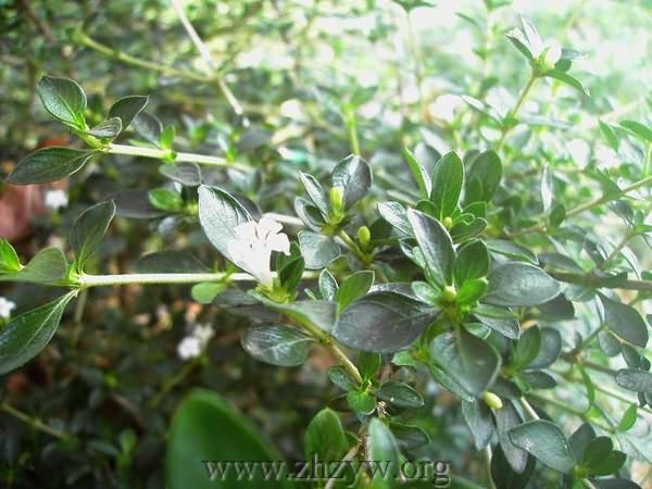 路边鸡《草木便方,六月冷,曲节草《岭南采药录,路边荆