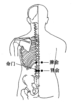 图4-3-1脾俞,肾俞,命门