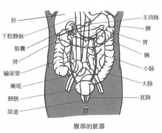 下腹部的器官图片