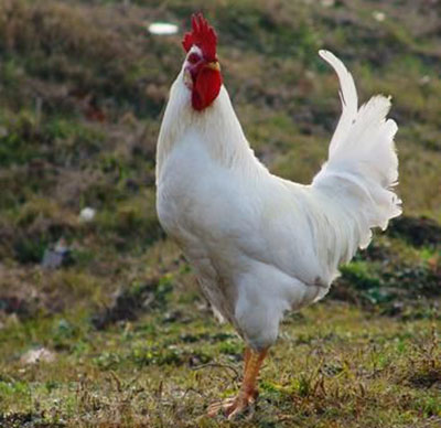 白雄鸡丹雄鸡就是有红尾巴的大公鸡