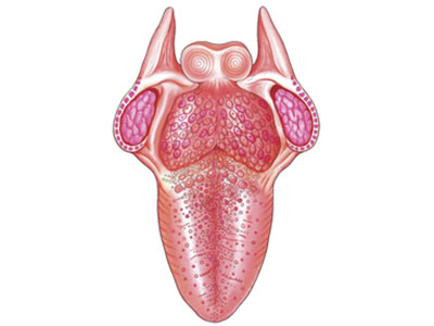 舌癌图案图片